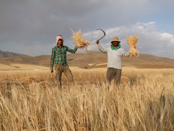 کارگران مشغول کارند؛ دستانشان را ببوسید+تصاویر