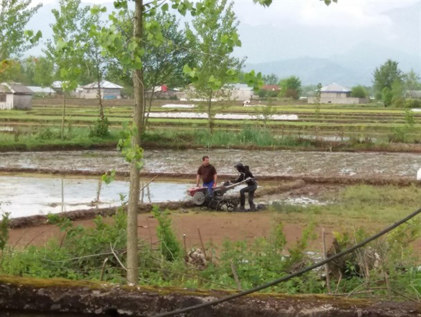 گزارش تصویری؛کشاورزان روستای شنبه بازار فومن