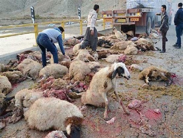 تلف شدن ۹۹ رأس گوسفند در تصادف با کامیون