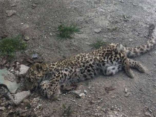 لاشه یک پلنگ در الموت شرقی قزوین کشف شد