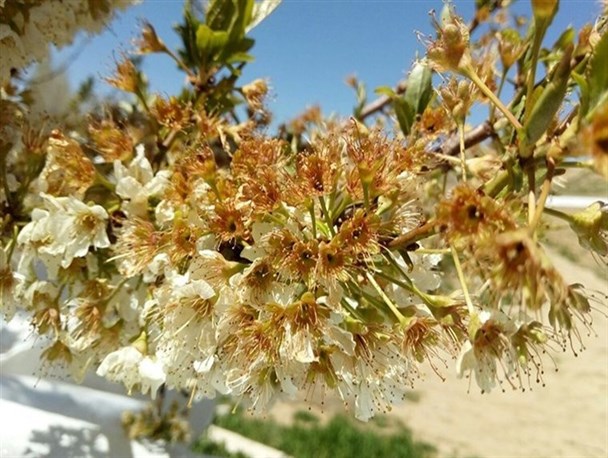 خسارت ۶۲۷ میلیارد تومانی سرمازدگی با محصولات باغی استان زنجان