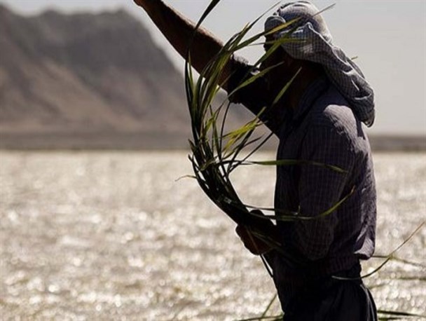 احیای زیستگاه پرندگان توسط بومیان هامون/ کاشت "نی" با همکاری جوامع بین‌الملل ادامه پیدا می‌کند