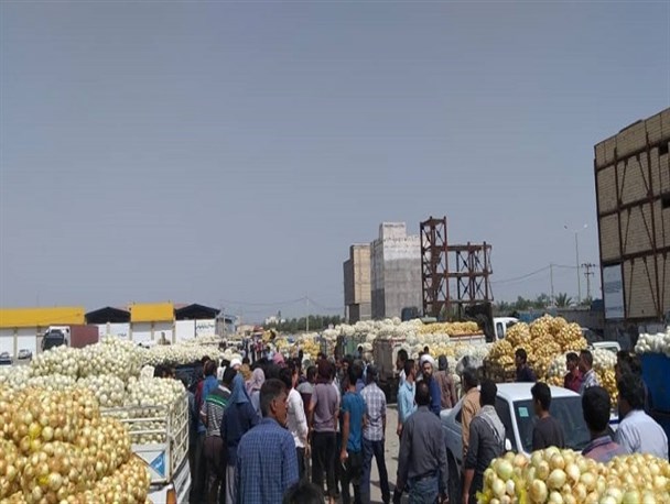 سپاه ناجی دسترنج یک‌ساله کشاورزان از چنگال دلالان/ خرید ۹۰۰ تن پیاز از کشاورزان برای تعدیل قیمت‌ها در بازار