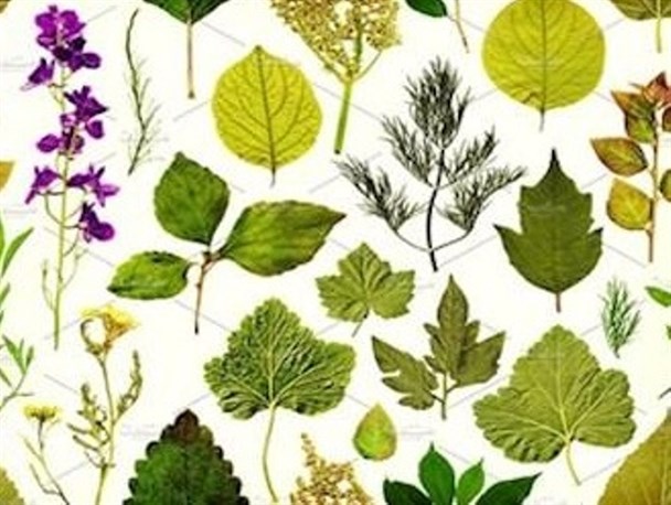 طرح توسعه کلکسیون گیاهان دارویی در کهگیلویه و بویراحمد اجرایی شد