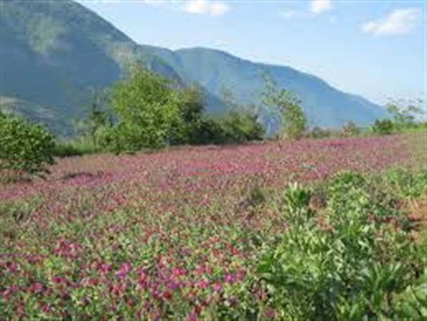 مهد گل گاو زبان ایران کجاست؟/اشکورات رودسر یا جنت رودبار رامسر+ عکس
