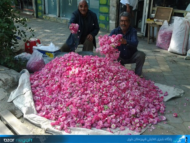 خوی قطب تولیدکننده گل‎محمدی در استان آذربایجان غربی