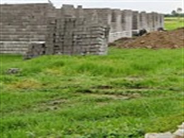 نهمین جلسه سایت الگویی برنج در روستای ازباران برگزار شد