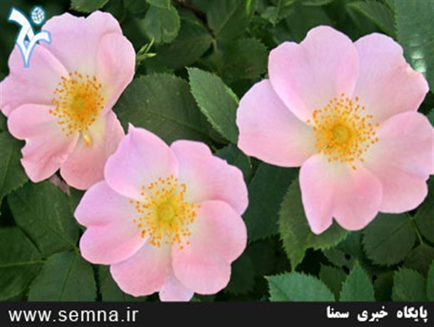 میوه گل نسترن جادوگر سلامتی