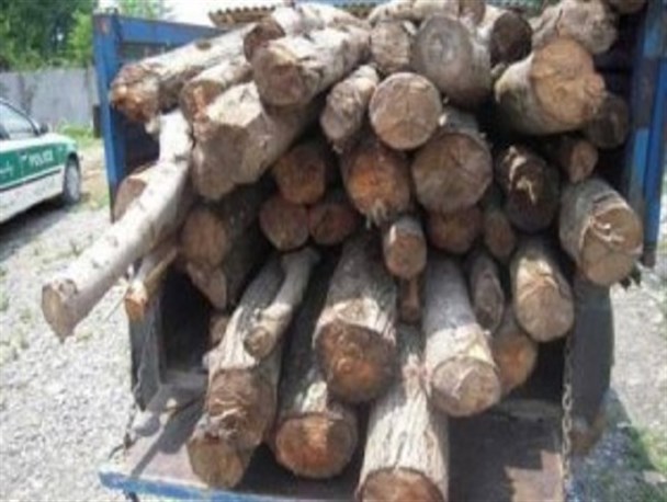 کشف و ضبط سه تن چوب جنگلی قاچاق در آمل