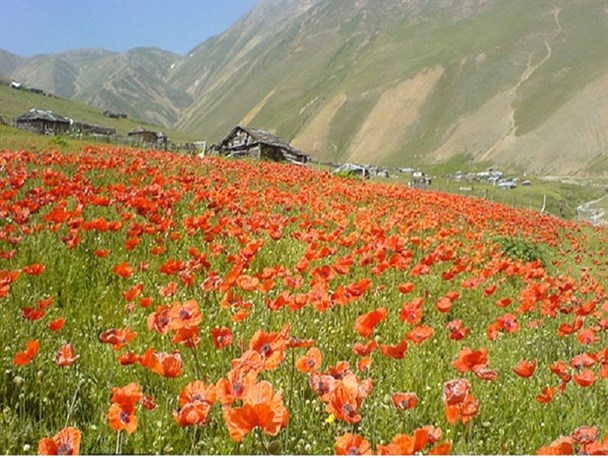 مراقب دشتهای شقایق وحشی باشیم