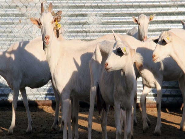 مدیریت علمی و عملی در پرورش «بز سانن»، تحقق اقتصاد مقاومتی در دامپروری