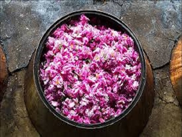 آغاز نخستین جشنواره گلاب گیری و صنایع دستی در شهرستان فردیس+ عکس