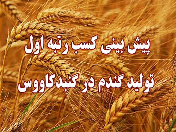 پیش بینی کسب رتبه اول تولید گندم در گنبدکاووس