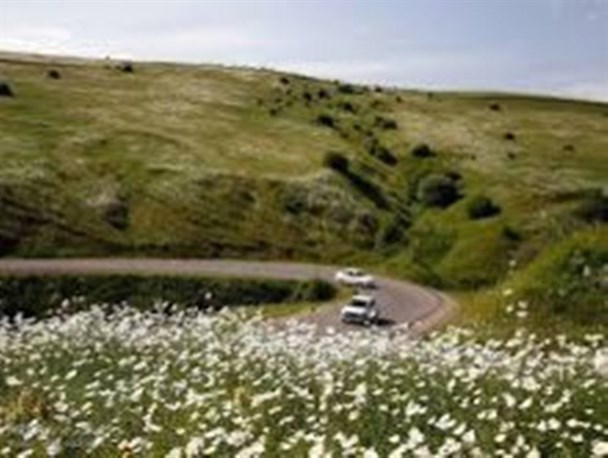جنگل های بکر و طبیعی استان زنجان نیازمند توسعه است/ زنجان قطب کاشت صنوبر در جنگل های دست کاشت