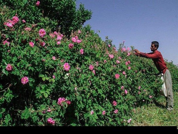 پیش بینی برداشت بیش از ۳ تن گل محمدی در بانه