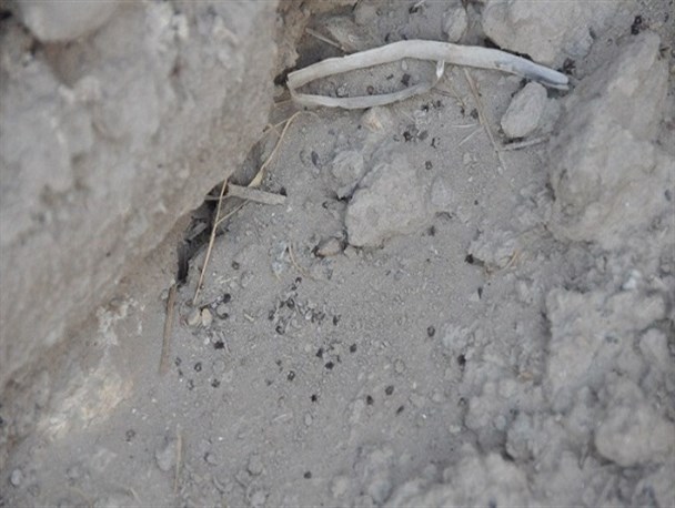 حمله حشراتی از جنس کنه به روستای فقیر لشکری نیمروز+تصاویر