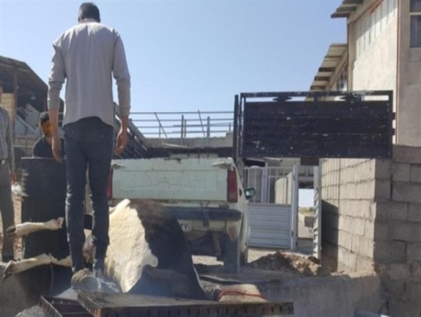 لاشه گاوی غیربهداشتی در میاندوآب کشف و معدوم شد