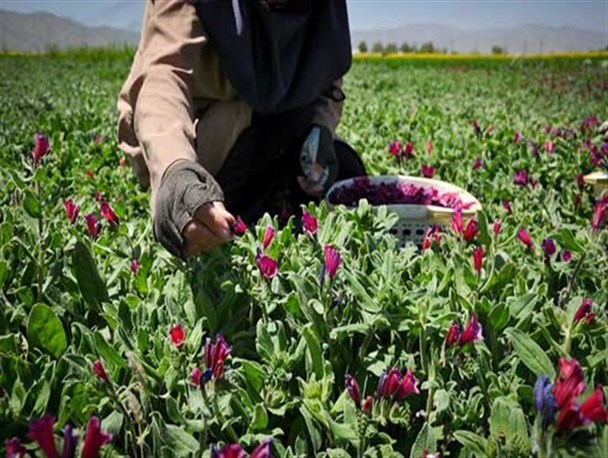 سطح زیرکشت گیاهان دارویی در زنجان افزایش می‌یابد/ طرح توسعه کشت گیاهان دارویی در ماهنشان اجرا می‌شود