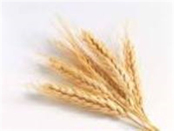 وابستگی به بودجه های دولتی از موانع طرح آبیاری قطره ای/کشاورزان کشت جایگزین داشته باشند