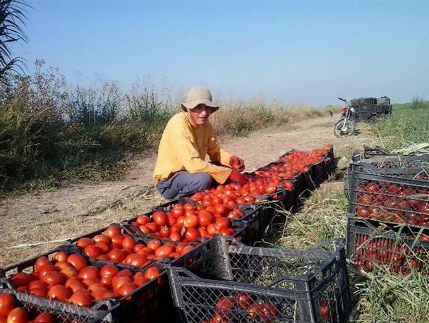 آبیاری 300 هکتار از اراضی زیرکشت گوجه فرنگی در کوثر به روش قطره ای