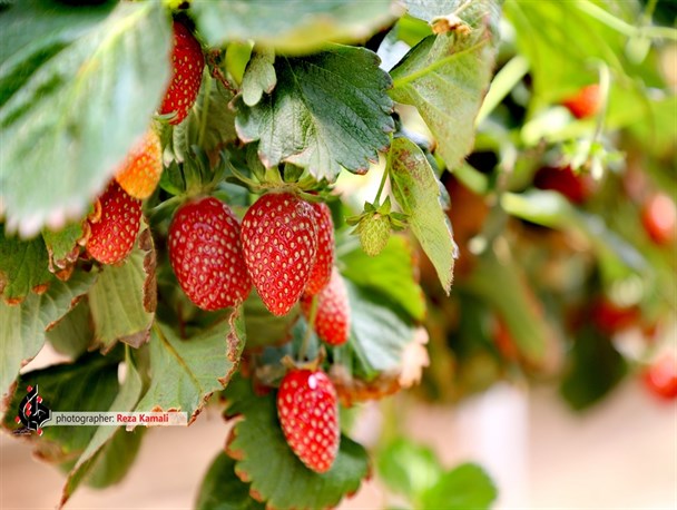 بام ایران، بستری مناسب برای پرورش توت فرنگی