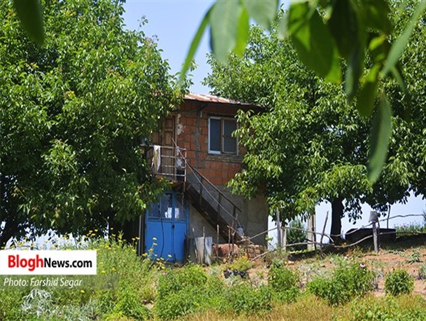 رونق تولید گیاهان دارویی در زمین‌های شیبدار مازندران