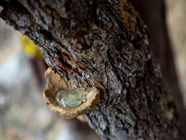 صمغ بُنه؛ ظرفیتی مغفول مانده با خواص دارویی فراوان/ سود محصول کمیاب خراسان جنوبی در جیب هندی‌ها