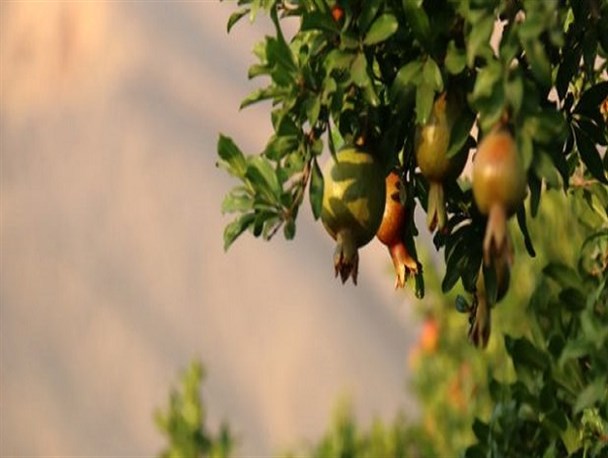 زیرتنگ سیاب؛ متمرکزترین انارستان ایران