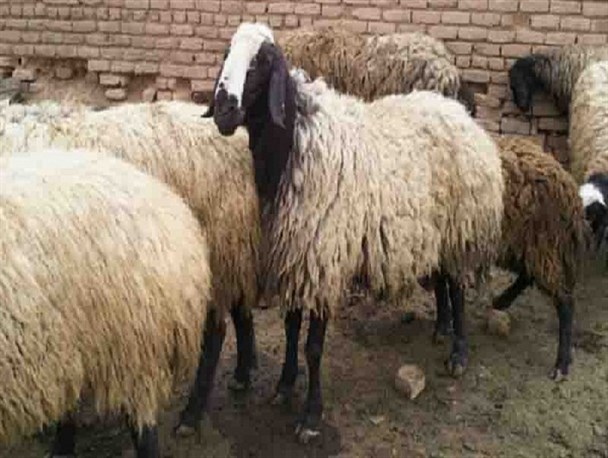 بانوی کارآفرینی که با دستانی خالی اما همتی بلند، قدم در مسیر خودکفایی نهاد/ تحقق اقتصادمقاومتی با پرورش دام سبک در سیاه جنگل
