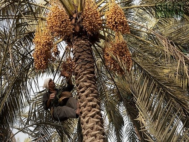 سودی که به جیب دلالان خرما می رود/نبود صنایع بسته بندی و فرآوری/ کشاورزان نخیل کار، نیاز به حمایت دولت دارند