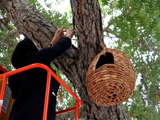 لانه سازی بندرعباسی ها برای پرندگان در پارک بانوان+تصاویر