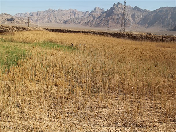 تصاویر دیدنی از «دشت نی» در شهرستان تفت