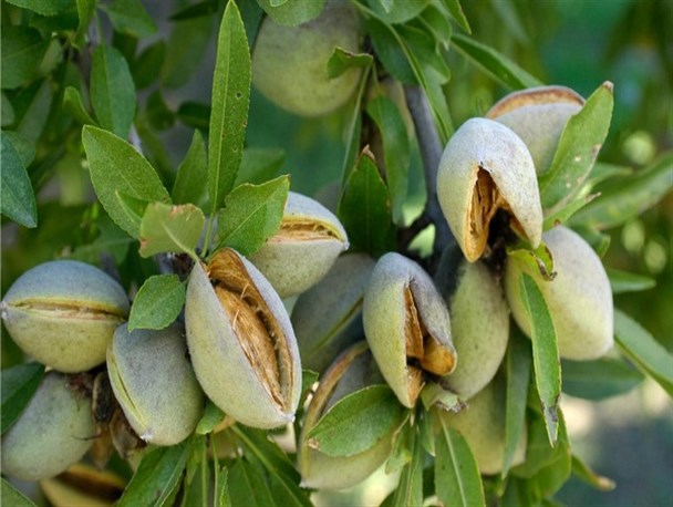 چیکو، درخت شاخه‌ طلایی سیستان و بلوچستان