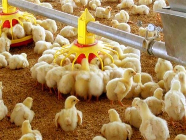 صنعت طیور از نفس افتاد/ دست های پنهان قیمت مرغ