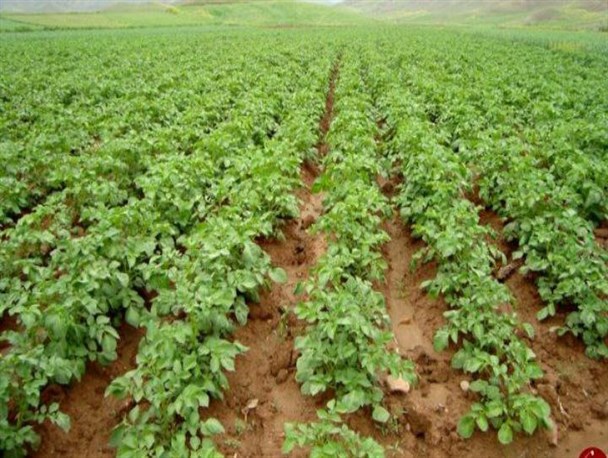 ۱۱۰۰ هکتار اراضی بخش رخ در سال جاری به کشت سیب زمینی اختصاص یافته است