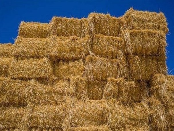 نیاز بیش از ۹۰۰ تنی خراسان جنوبی به علوفه خشبی