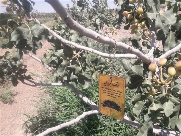 ضرورت هماهنگی وقف با نیازهای روز جامعه/ وقف به نیت گروه‌های جهادی