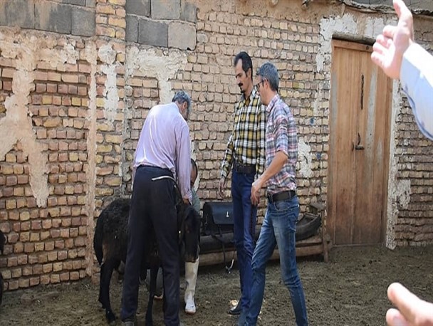 اصلاح نژاد دام سبک در راستای کمک به دامداران