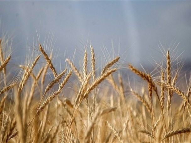 خرید بیش از بیش از ۵۱۴ هزار تن گندم مازاد از کشاورزان کرمانشاهی