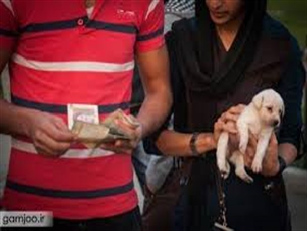 خاطر جمعی صاحبان حیوانات خانگی با شروع به کار "مهد سگ"/مخارج سنگین نگه‌داری از حیوانات برای صاحبانشان