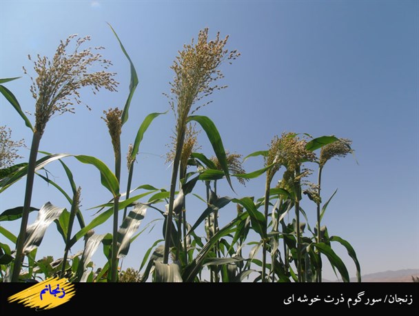 تصاویری از مزرعه ذرت خوشه ای در زنجان