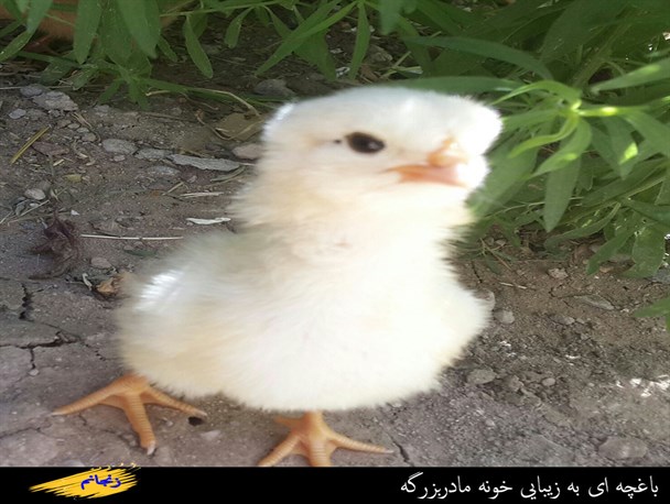 باغچه ای زیباتر از خونه مادر بزرگه
