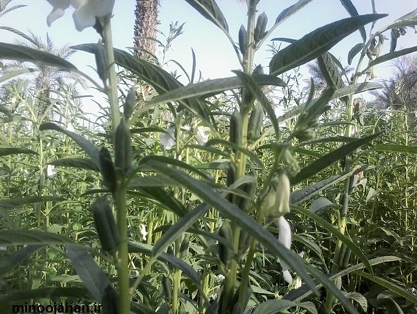 گزارش تصویری از مزارع کنجد در منوجان