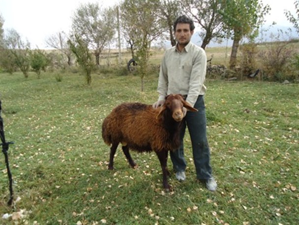 طرح اصلاح نژاد گوسفند افشاری در شهرستان ماهنشان اجرا شد