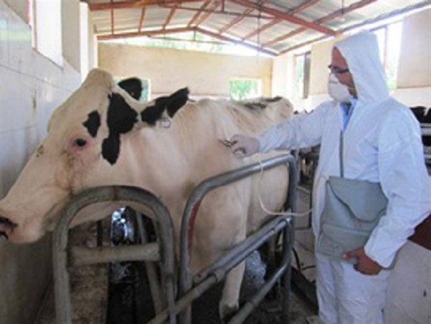 گاوداری‌های صنعتی برخوار تحت آزمایش بروسلوز قرار می‌گیرند