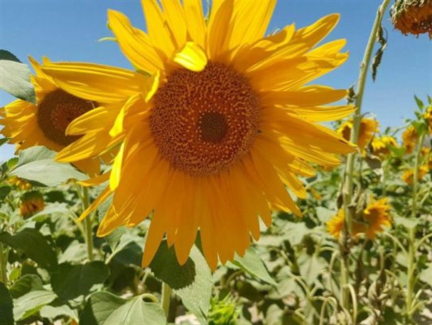 مزارع زیبای گلهای آفتابگردان در خاش در قاب تصویر