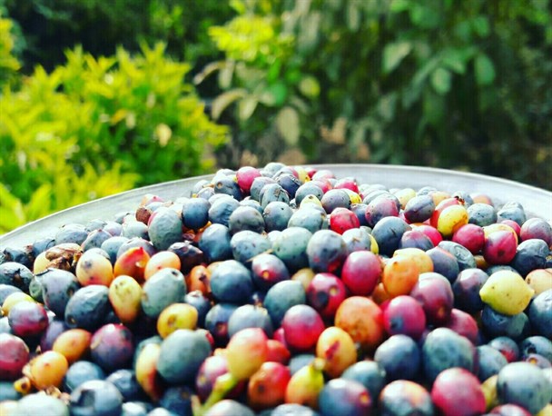 کلخُنگ ،محصول این روزهای کوه منگشت باغملک +عکس