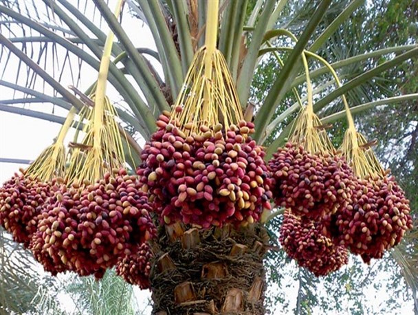 اردوی جهادی دانش آموزان بسیجی دختر شهرستان سراوان + تصاویر