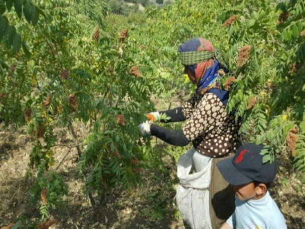 آغاز برداشت سماق از باغات سردشت / فراهم شدن زمینه اشتغال فصلی برای ۳ هزار نفر در شهرستان
