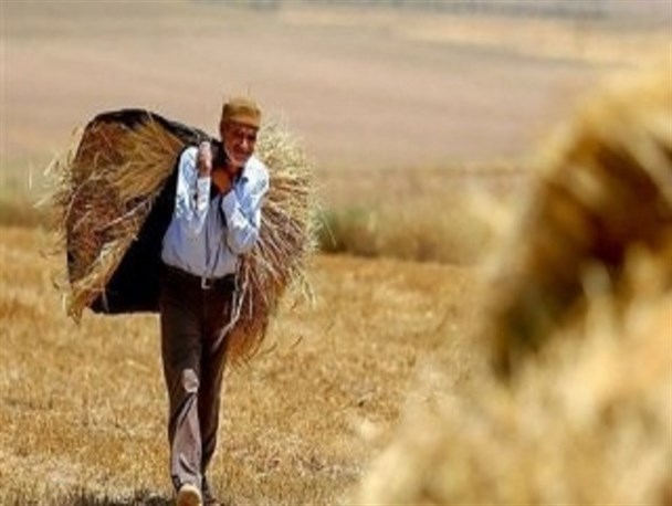 مطالبات 543 میلیارد ریالی گندمکاران در صف انتظار
